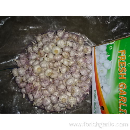 New Season Fresh Garlic